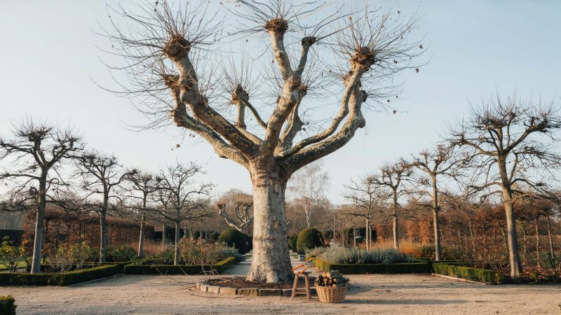 Platane taillé en hiver dans un jardin sous un ciel clair